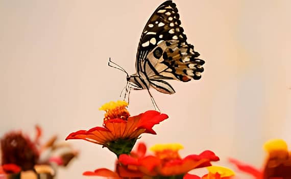 The Unexpected Butterfly Effect Of A Great Teacher